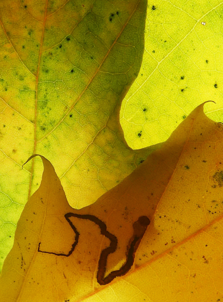 1_Herfst-2024