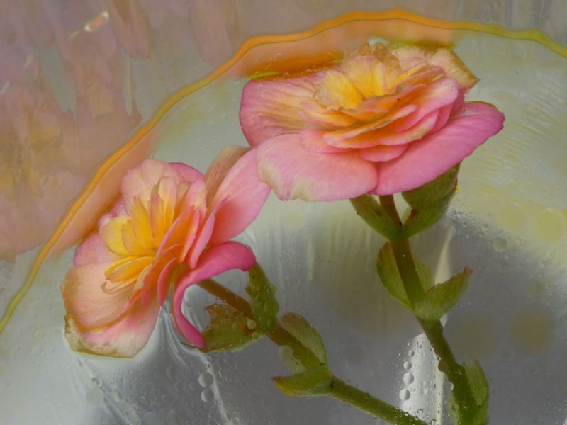 Begonia-water-olie-1