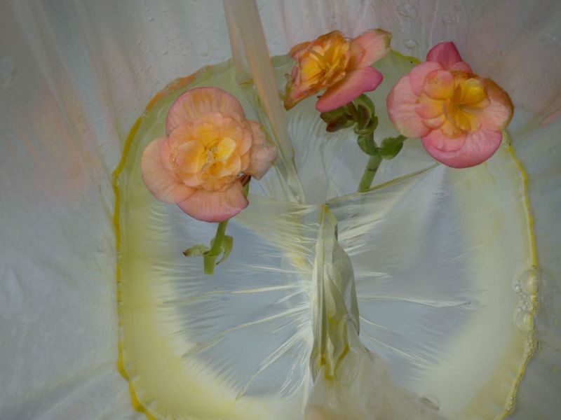 Begonia-water-olie-2