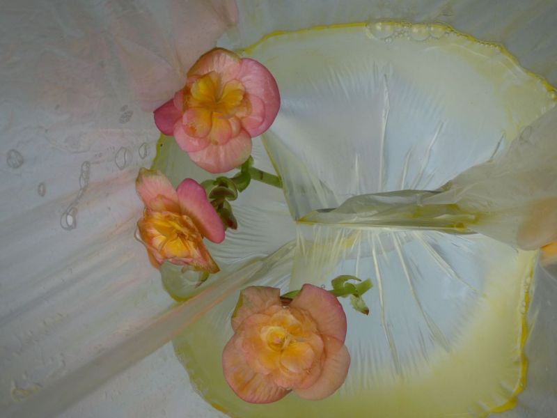 Begonia-water-olie-3