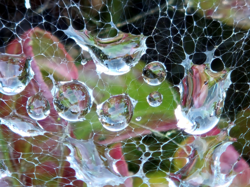 Het-regen-web