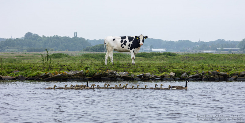 Koe-kijkt-naar-jonge-gansjes