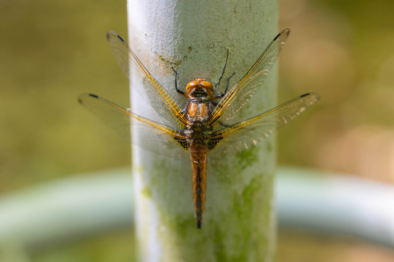 Libelle