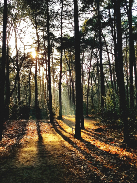 230123-Bos-bij-Soesterduinen-