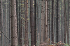 Ben-4