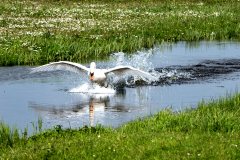 2-willem-09c3beee03c16a96dc2a7d354a2ea058eace76cf