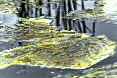 eempolder2-easyhdr_export-c8997ecdb86b968d40e5dea3e063450f1fdb01d8
