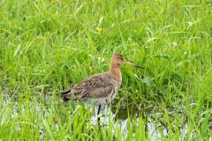 herbert-kwak-5-ebc6eff7f4b05043c16dcdfa31c61b916ad58b2e