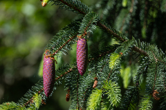 Barry-Waterloopbos-12-comp