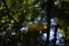 Barry-Waterloopbos-13-comp