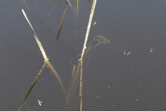 Dick-Sleiffer-_Waterloopbos_0022_bewerkt-1
