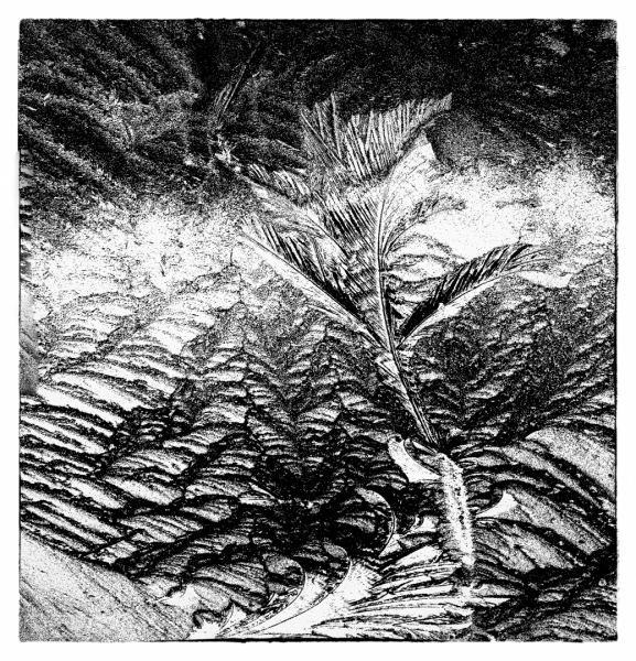 2025-01-11_Ijsbloemen_0007_bewerkt-10