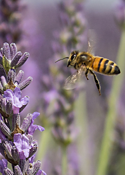 Bij-op-Lavendel_0009_bewerkt-2