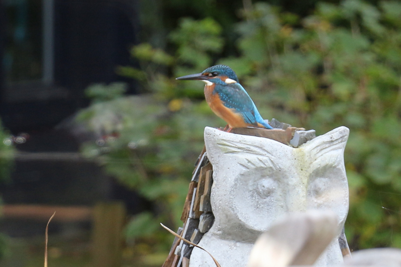 IJsvogel-op-Uil