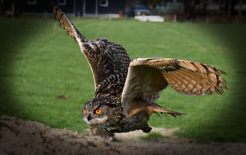 DSC_5876Oehoe