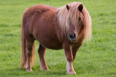 DickvD-CC37-pony-small