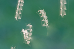 Macro-Jos-V-Lente
