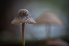 Macro-Herfst-Jos-Velthof