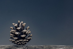 De-kunst-van-het-minimale_Dennenappel