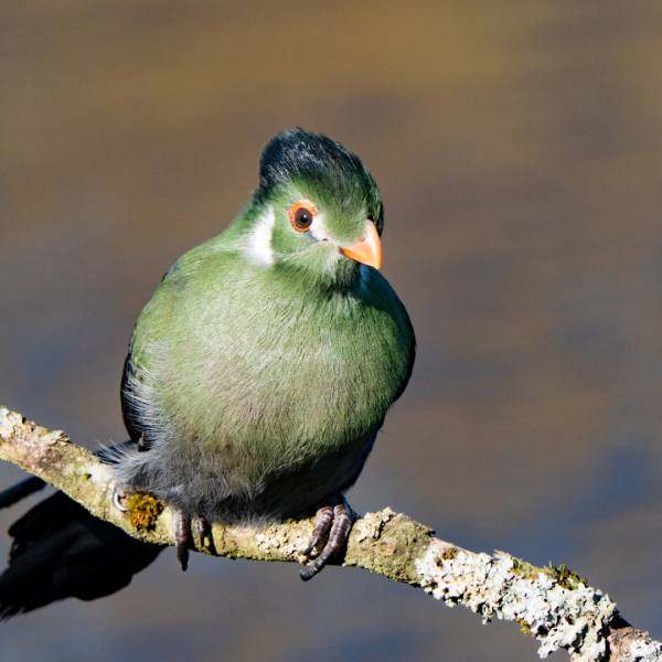 Is-dit-een-roofvogel-4